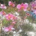 野棉花又名：满天星、清水胆、铁蒿、打破碗花花、土白头翁