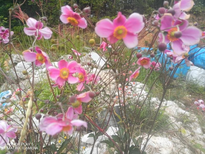 野棉花又名：满天星、清水胆、铁蒿、打破碗花花、土白头翁