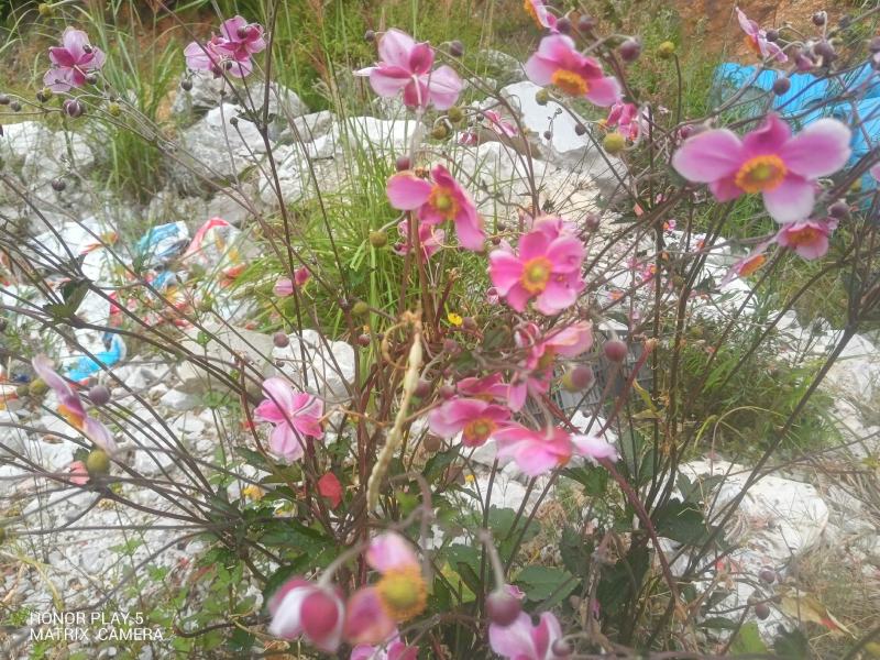 野棉花又名：满天星、清水胆、铁蒿、打破碗花花、土白头翁