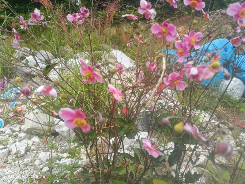 野棉花又名：满天星、清水胆、铁蒿、打破碗花花、土白头翁