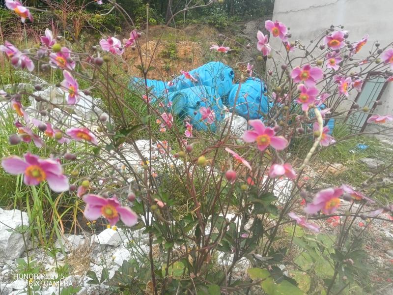 野棉花又名：满天星、清水胆、铁蒿、打破碗花花、土白头翁