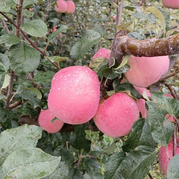 高山冰糖心苹果