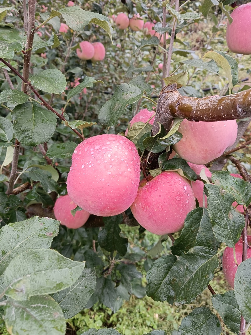 高山冰糖心苹果