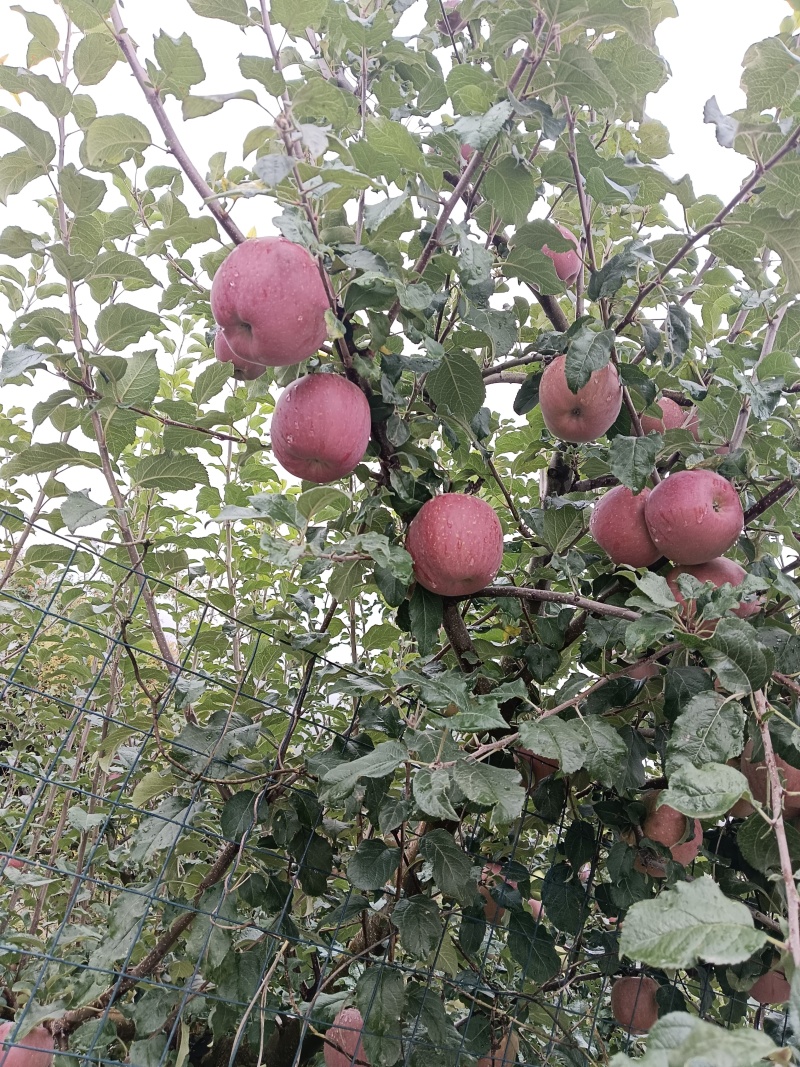 高山冰糖心苹果