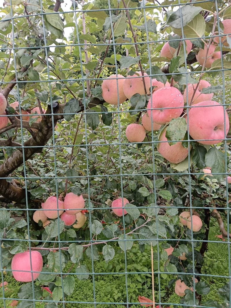 高山冰糖心苹果