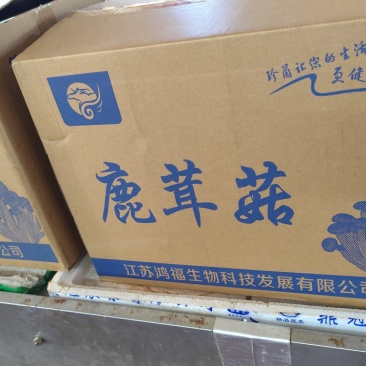 鹿茸菇直供，一手货源！10斤一件起发！！！！