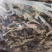 鹿茸菇直供，一手货源！10斤一件起发！！！！