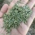 精品小茴香，孜然大量有货
