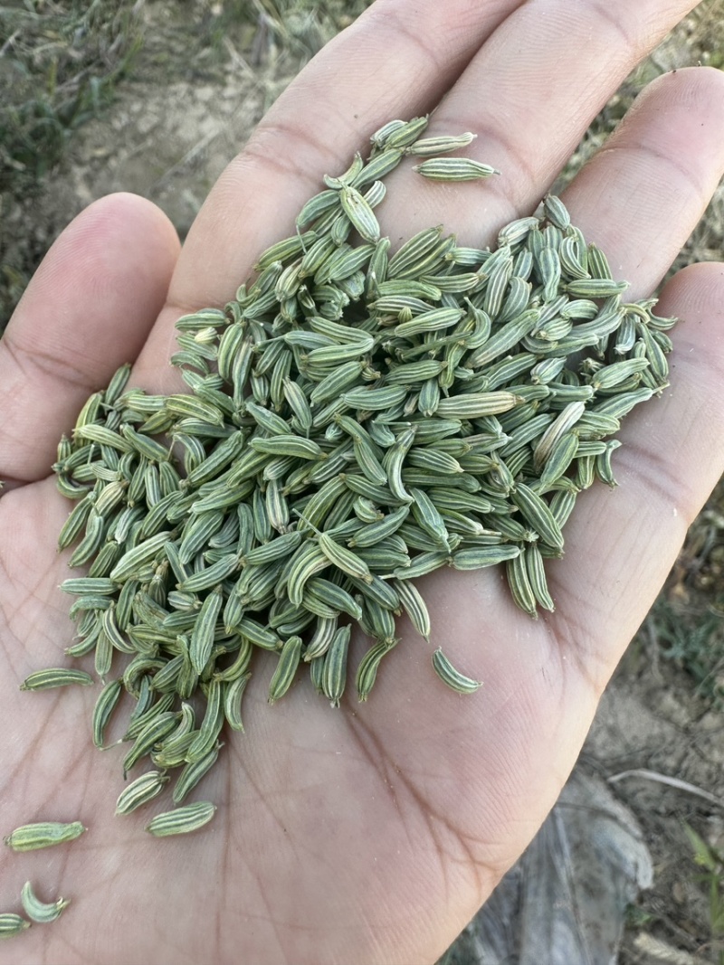 精品小茴香，孜然大量有货
