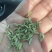 精品小茴香，孜然大量有货