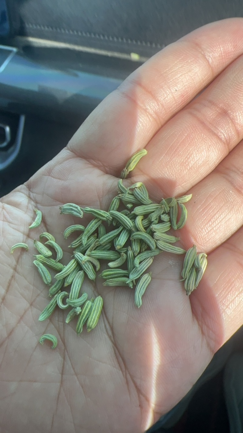 精品小茴香，孜然大量有货