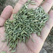 精品小茴香，孜然大量有货