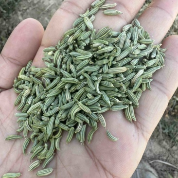 精品小茴香，孜然大量有货