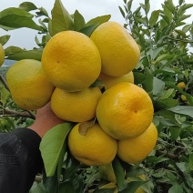 普早蜜橘