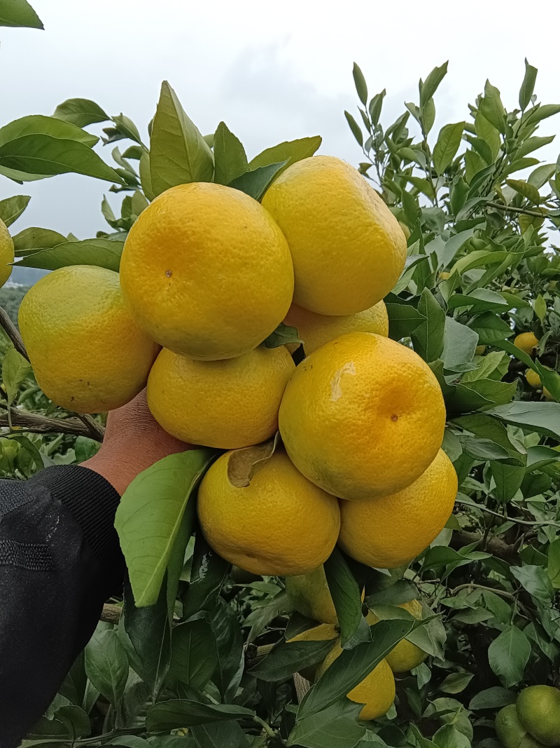 普早蜜橘