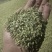 小茴香！大量现货