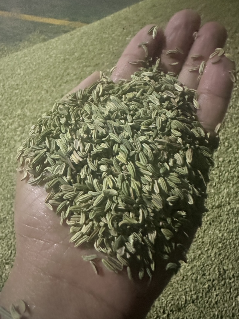 小茴香！大量现货