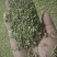 小茴香！大量现货