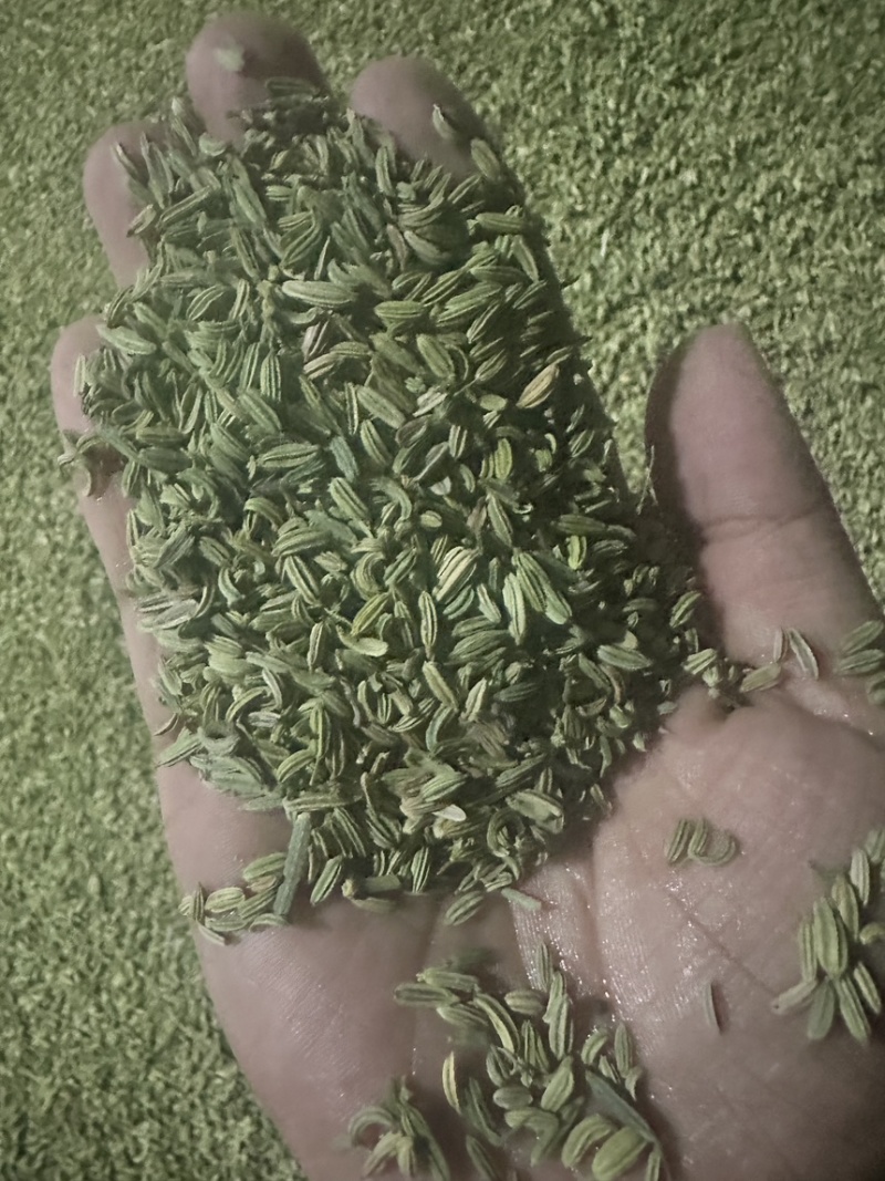 小茴香！大量现货