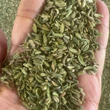 小茴香！大量现货
