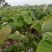 直接来电浙江宁波慈溪荔浦香芋/芋头/现货直接来电
