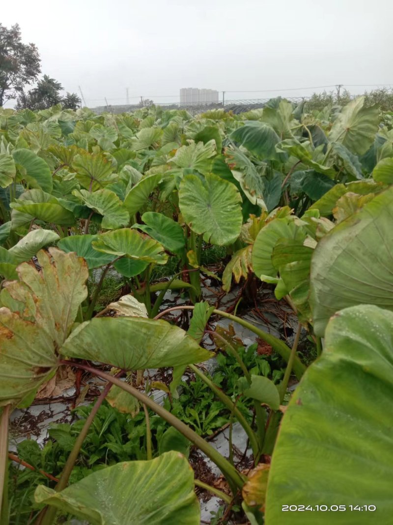 直接来电浙江宁波慈溪荔浦香芋/芋头/现货直接来电