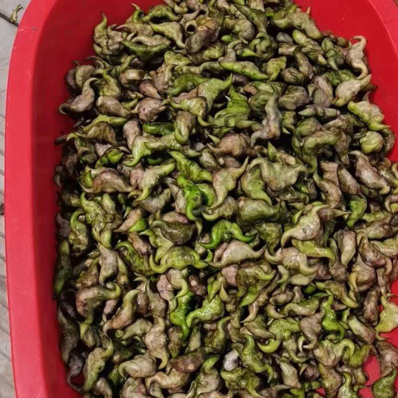 菱角大量上市，需要的联系