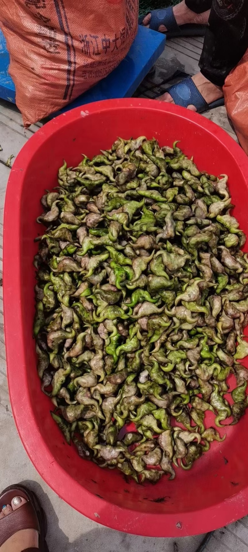 菱角大量上市，需要的联系