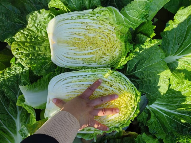 精品大白菜基地直供一手货源品质保证对接批发商！