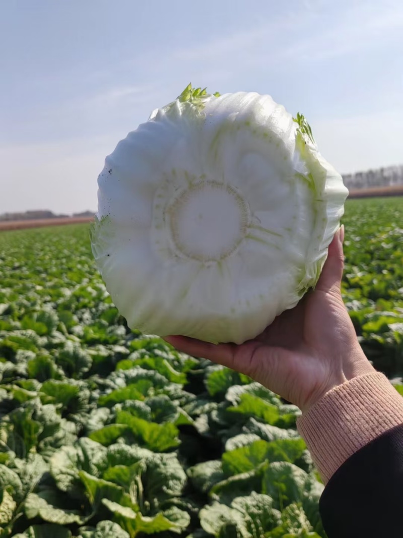 精品大白菜基地直供一手货源品质保证对接批发商！