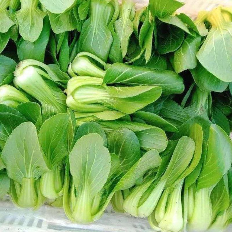 精品上海青大量上市，要的，联系