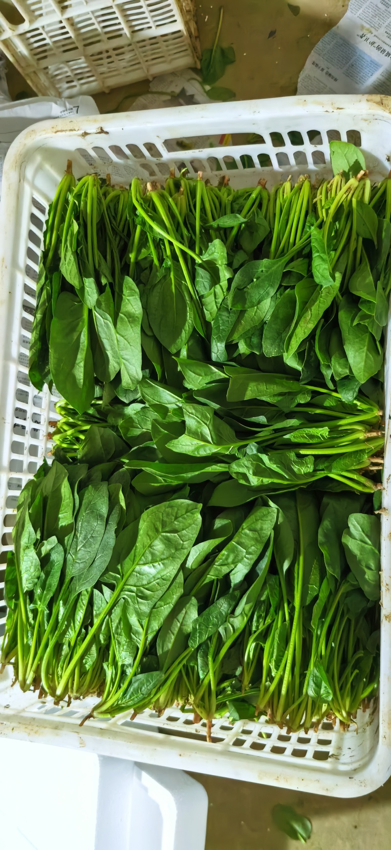 菠菜大量上市，精品菠菜，质量很好价格便宜，欢迎打扰，