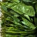 菠菜25~30厘米。。。。。。。。。。。