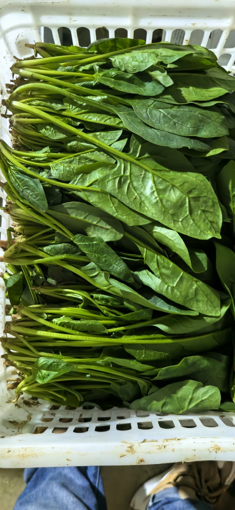 菠菜25~30厘米。。。。。。。。。。。