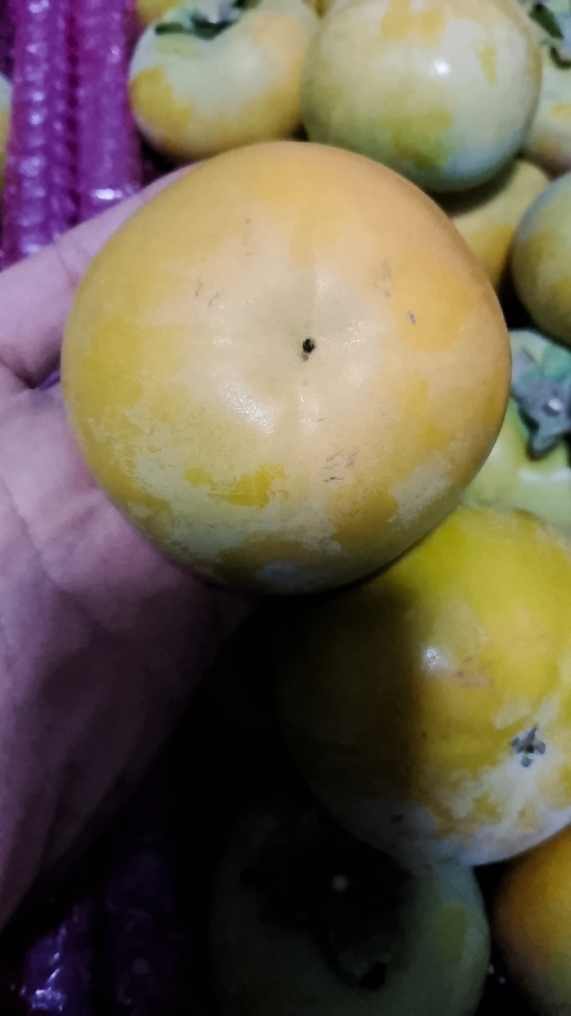 山西运城太秋脆柿子大秋柿子