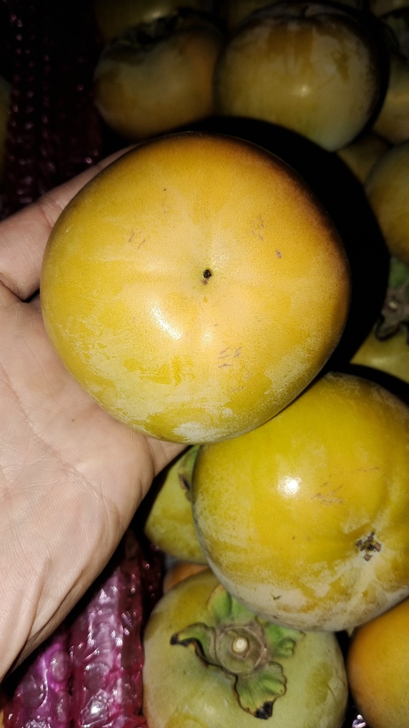 山西运城太秋脆柿子大秋柿子