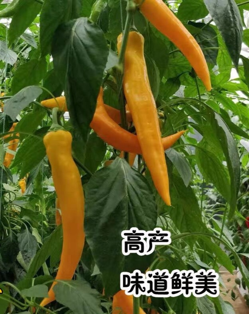 川椒465辣椒种子抗病味特辣黄色辣椒种籽座果力强