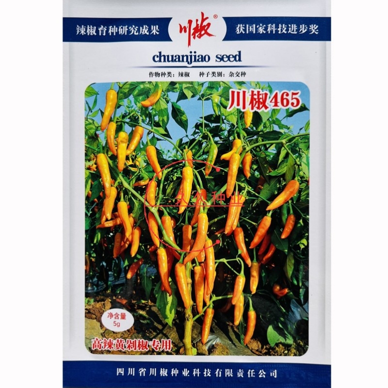 川椒465辣椒种子抗病味特辣黄色辣椒种籽座果力强