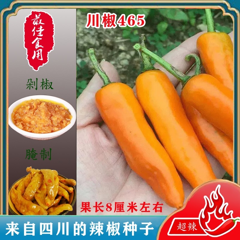 川椒465辣椒种子抗病味特辣黄色辣椒种籽座果力强