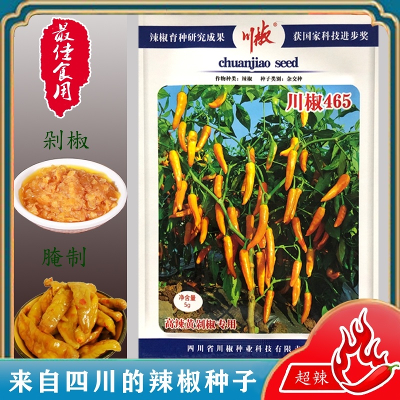 川椒465辣椒种子抗病味特辣黄色辣椒种籽座果力强