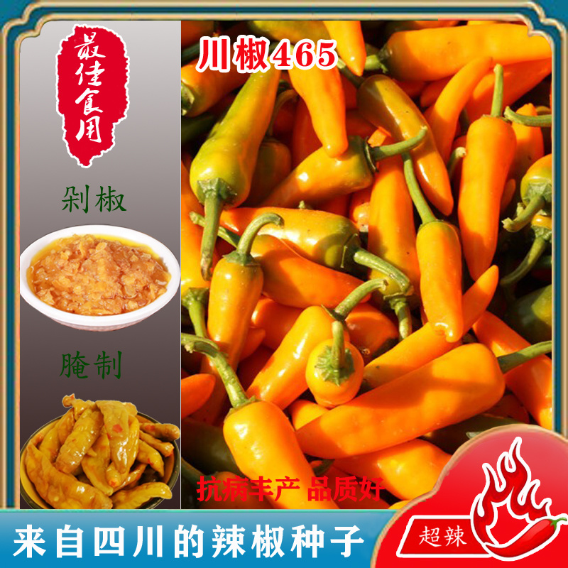 川椒465辣椒种子抗病味特辣黄色辣椒种籽座果力强