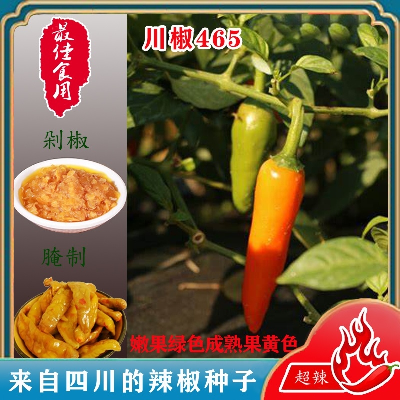 川椒465辣椒种子抗病味特辣黄色辣椒种籽座果力强
