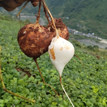 脆脆甜甜的凉薯