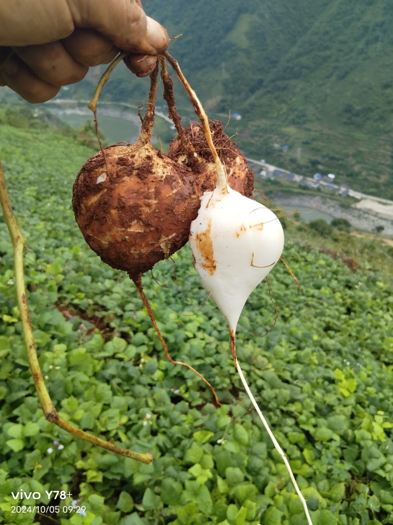 脆脆甜甜的凉薯