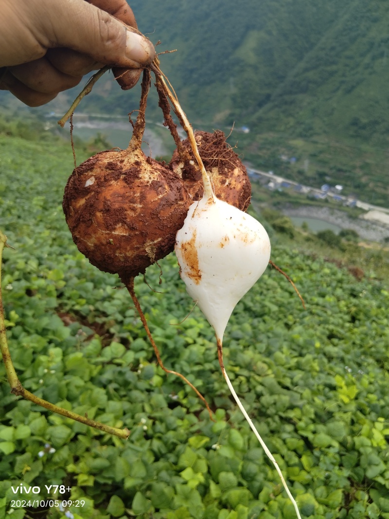 脆脆甜甜的凉薯