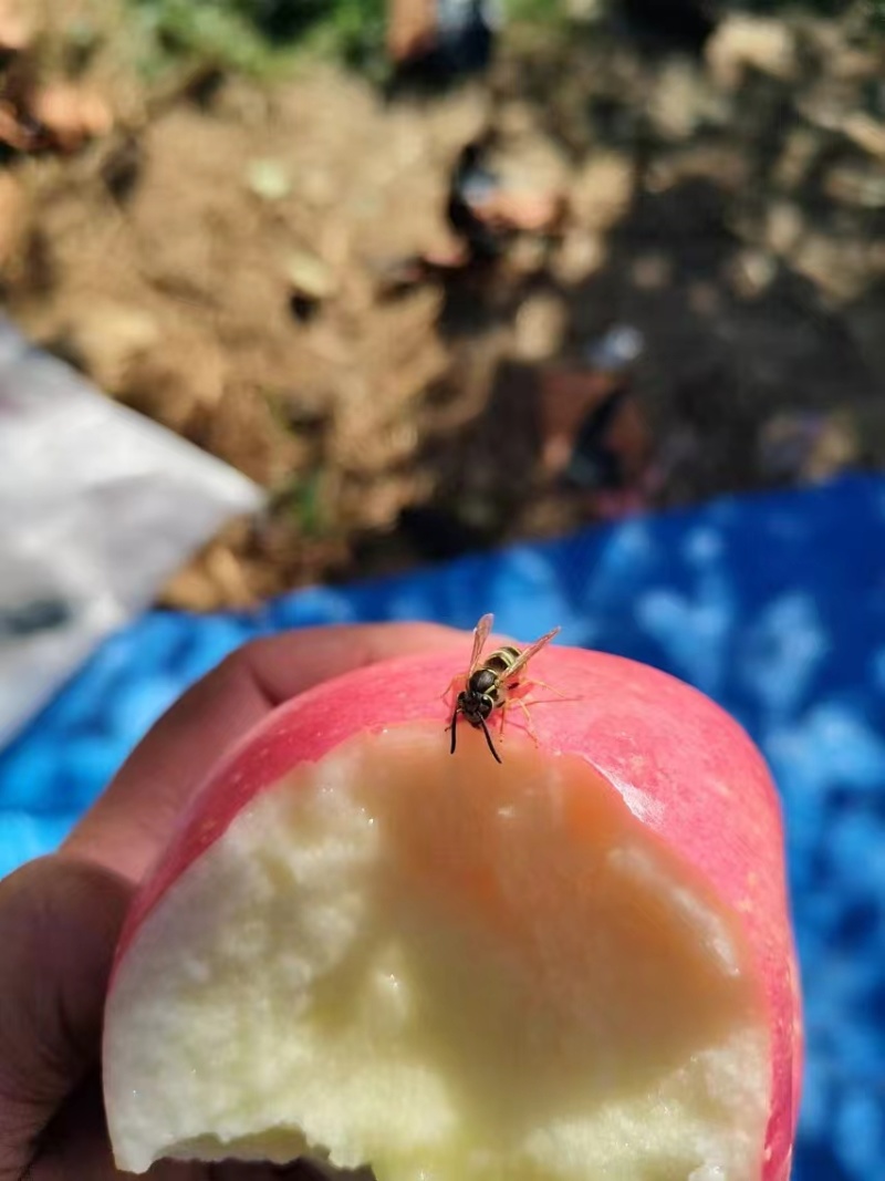 精品红富士