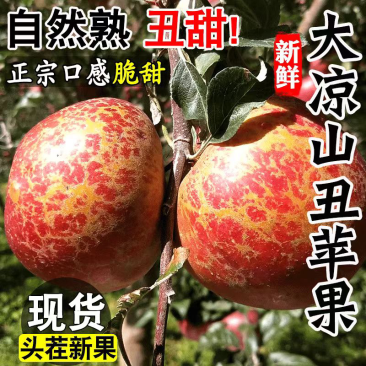四川大凉山盐源冰糖心丑苹果品质供货诚招代理