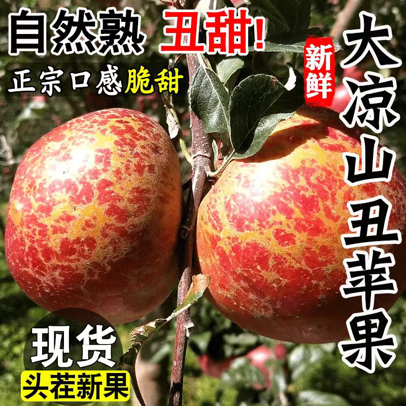 四川大凉山盐源冰糖心丑苹果品质供货诚招代理