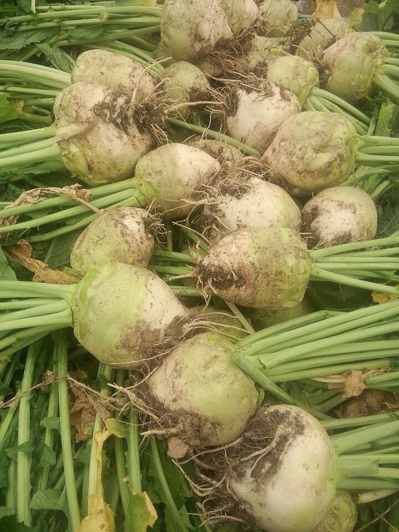 芥菜头大量供应，需要的老板联系