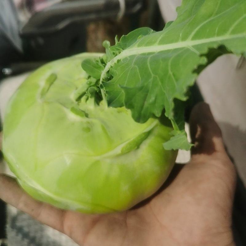 自家种植青皮苤蓝，需要的老板联系